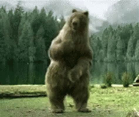 dancing bear sex gif|Dancingbear.